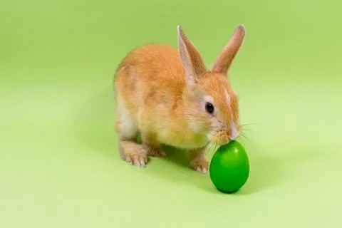 Easter bunny close-up with a green egg on a green background. Easter holiday Stock Photos