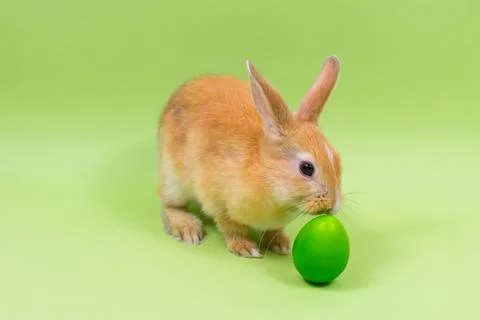 Easter bunny close-up with a green egg on a green background. Easter holiday Stock Photos