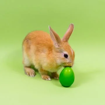 Easter bunny close-up with a green egg on a green background. Easter holiday Stock-Fotos