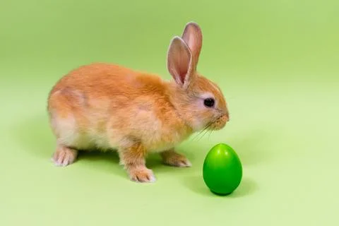 Easter bunny close-up with a green egg on a green background. Easter holiday Stock Photos