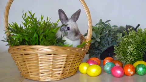 Easter bunny with colored eggs and basket. Festive hare with grass on white wall Vidéo 146701335
