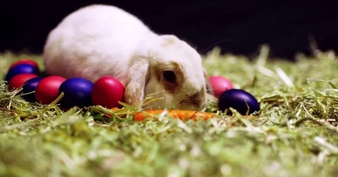 Easter bunny with colourful eggs chewing on carrots Video stock 83873028