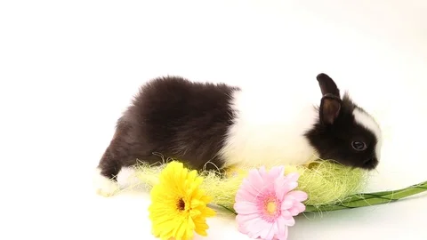 Easter bunny, cute bunnies, rabbit on white background Stock Footage 113093304