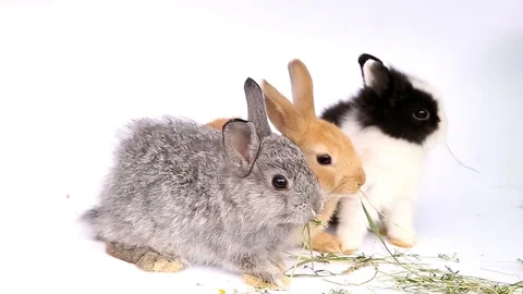 Easter bunny, cute bunnies, rabbit on white background Stock Footage 113093305