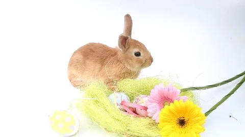 Easter bunny, cute bunnies, rabbit on white background Stock Footage 113093307
