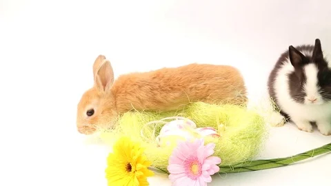 Easter bunny, cute bunnies, rabbit on white background Stock Footage 113093310
