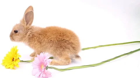 Easter bunny, cute bunnies, rabbit on white background Stock Footage 113093324