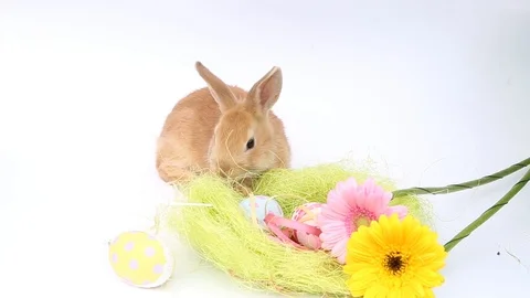 Easter bunny, cute bunnies, rabbit on white background Stock Footage 113093330