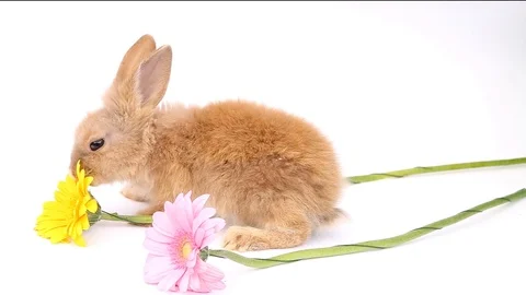 Easter bunny, cute bunnies, rabbit on white background Stock Footage 113093331