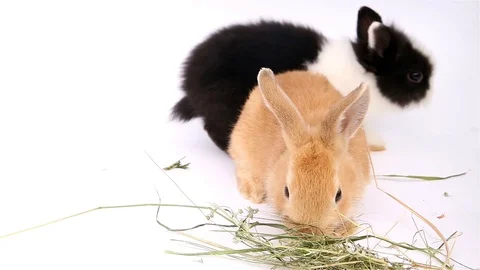 Easter bunny, cute bunnies, rabbit on white background Stock Footage 113093345