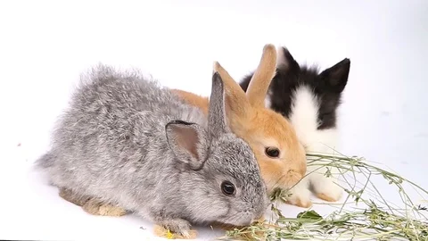 Easter bunny, cute bunnies, rabbit on white background Stock Footage 113093347