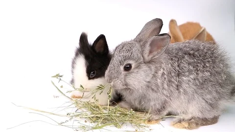 Easter bunny, cute bunnies, rabbit on white background Stock Footage 113093354