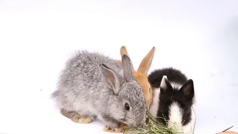 Easter bunny, cute bunnies, rabbit on white background Stock Footage 113093356