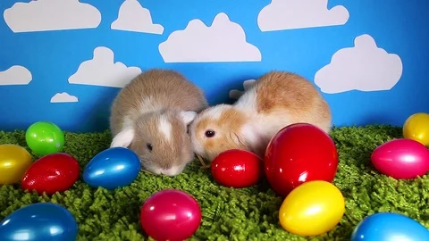 Easter bunny cute rabbit with eggs. Egg rabbits colorful background. Stock Footage 96547405