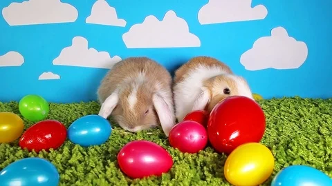 Easter bunny cute rabbit with eggs on green studio background. Cute mini mini Stock Footage 97171244