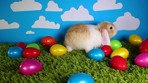 Easter bunny cute rabbit with eggs on yellow studio background. Cute mini mini Stock Footage 102235654