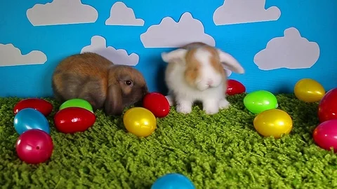 Easter bunny cute rabbit with eggs on yellow studio background. Cute mini mini Stock Footage 102235672