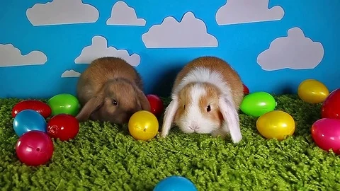 Easter bunny cute rabbit with eggs on yellow studio background. Cute mini mini Stock Footage 102235710