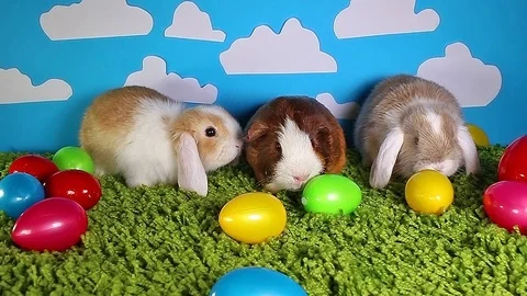 Easter bunny cute rabbit with eggs on yellow studio background. Cute mini mini Stock Footage 102235772