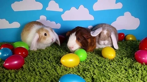 Easter bunny cute rabbit with eggs on ye... | Stock Video | Pond5