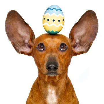 Easter bunny dog with egg Stock Photos