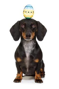 Easter bunny dog with egg Stock Photos