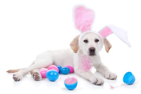 Easter Bunny Dog Stock Photos