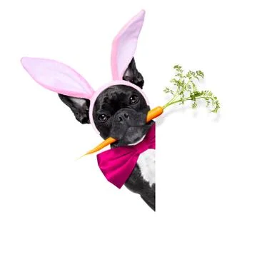 Easter bunny dog Foto stock