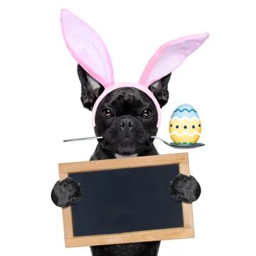 Easter bunny dog Stock-Fotos