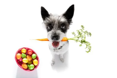Easter bunny dog Foto stock