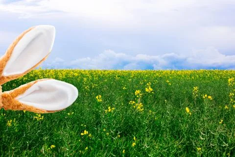 Easter bunny ears in front of flower field Stock Photos