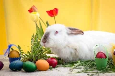 Easter bunny, Easter eggs and tulips Stock Photos