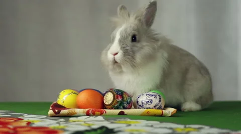 Easter Bunny with Easter eggs Stock Footage 61607713