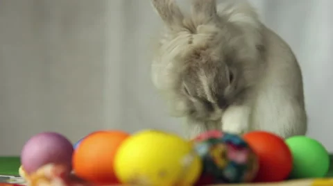 Easter Bunny with Easter eggs Stock Footage 61618501