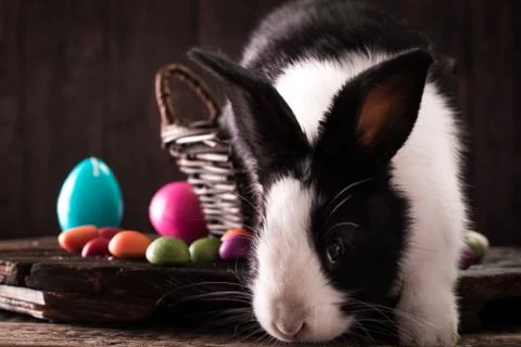Easter bunny with easter eggs on wooden background. easter concept Stock Photos