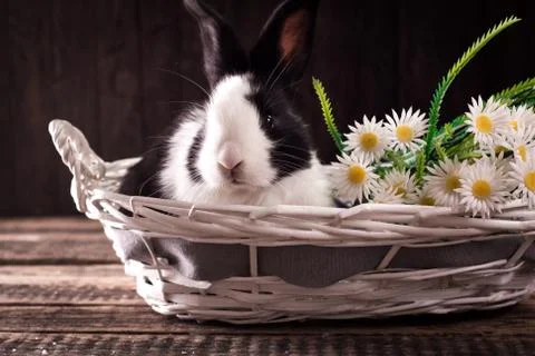 Easter bunny with easter eggs on wooden background. easter concept Stock Photos