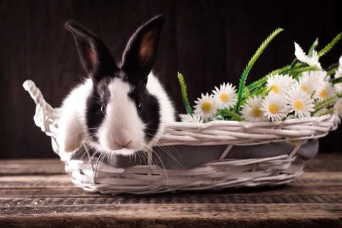 Easter bunny with easter eggs on wooden background. easter concept Stock Photos