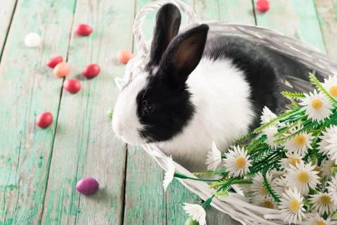 Easter bunny with easter eggs on wooden background. easter concept Stock Photos