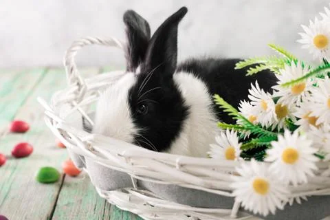 Easter bunny with easter eggs on wooden background. easter concept Stock Photos