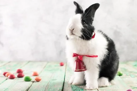 Easter bunny with easter eggs on wooden background. easter concept Stock Photos