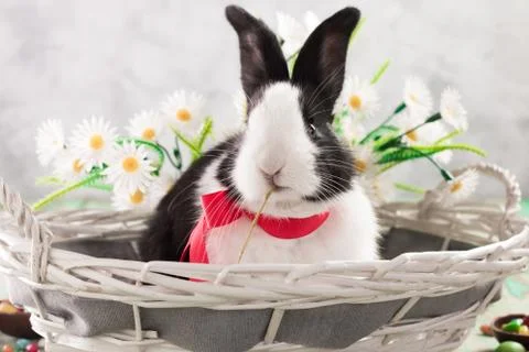 Easter bunny with easter eggs on wooden background. easter concept Foto stock