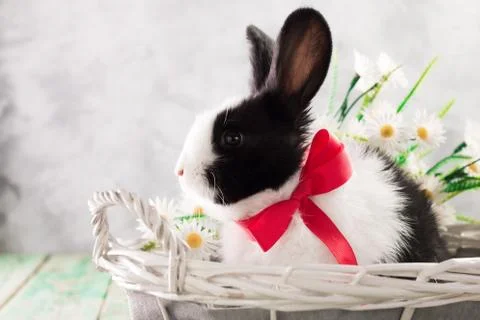 Easter bunny with easter eggs on wooden background. easter concept Stock Photos