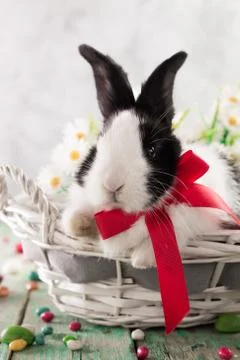 Easter bunny with easter eggs on wooden background. easter concept Stock Photos