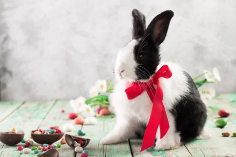 Easter bunny with easter eggs on wooden background. easter concept Stock Photos