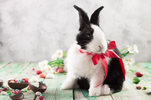 Easter bunny with easter eggs on wooden background. easter concept Stock Photos