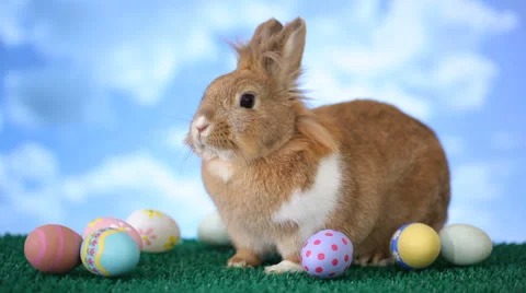 Easter bunny with eggs Stock-Footage 61664057
