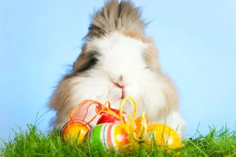 Easter Bunny With Eggs Stock-Fotos