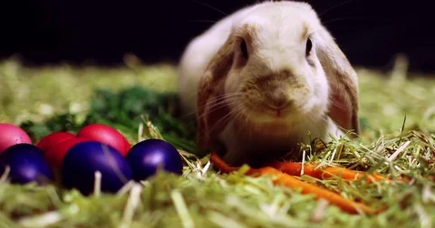 Easter bunny facing camera chewing on carrots Video stock 83873107