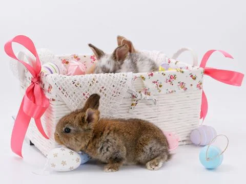 Easter Bunny in a festive Easter basket with colored eggs on a white backgrou Fotos Stock