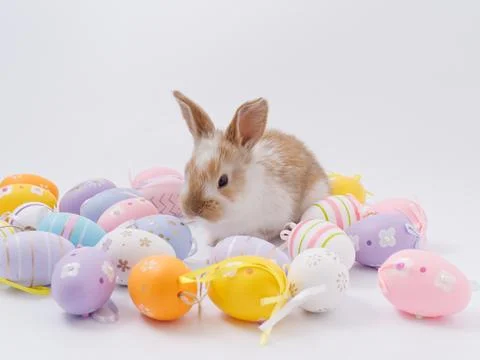 Easter Bunny in a festive Easter basket with colored eggs on a white backgrou Fotos Stock